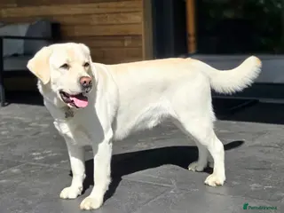 Labrador Retriever dogs Stunning Labrador, Champion Lines, Discounted Fee in Huddersfield - Advert 1