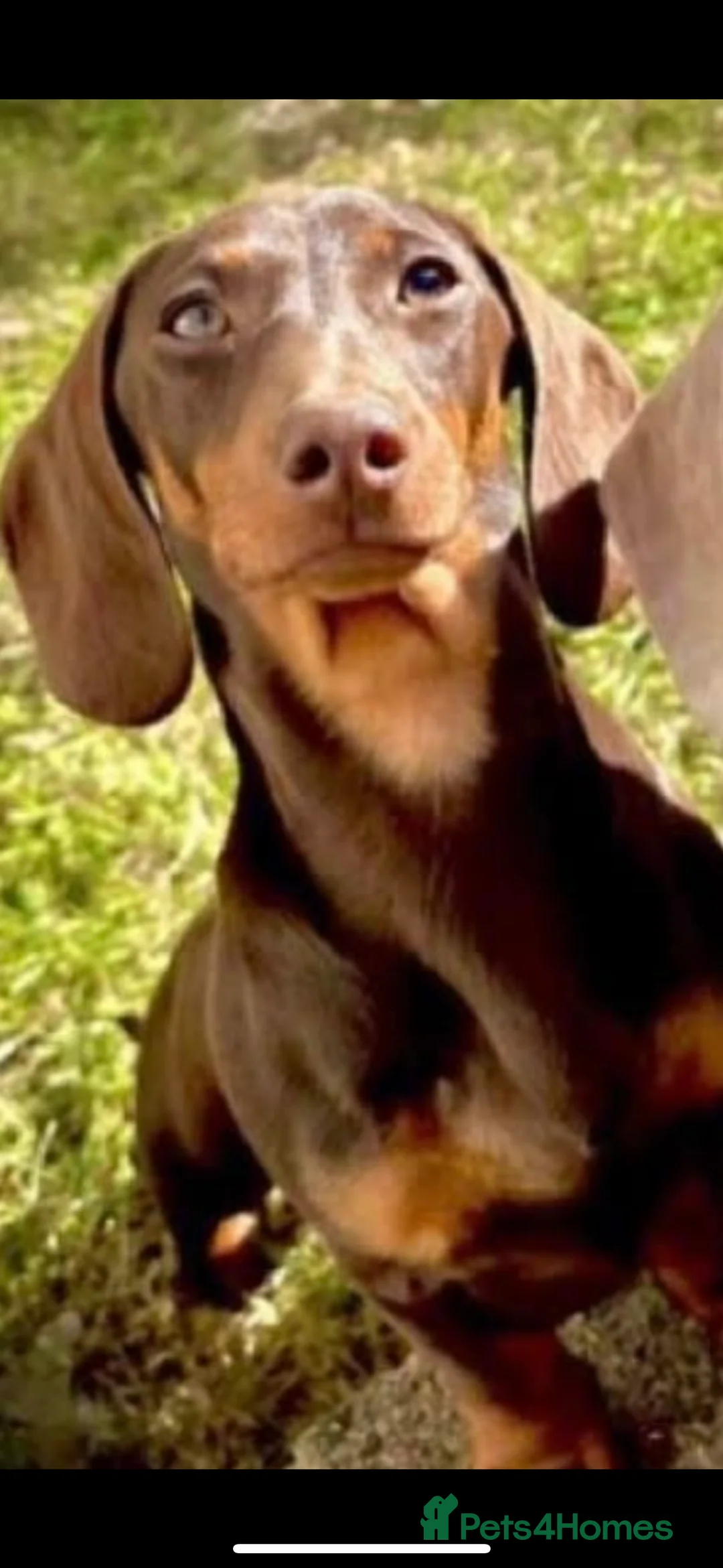 Miniature Dachshund dogs for sale: Miniature Daschund puppies in Hengoed - Advert 2