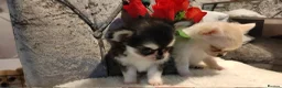 Chihuahua dogs for sale: Very beautiful husky markings chihuahua for sale - Advert 8