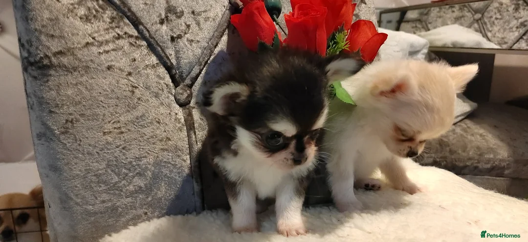 Chihuahua dogs for sale: Very beautiful husky markings chihuahua for sale - Advert 8