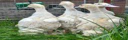 Ducks poultry for sale: 4 female cherry valley ducklings  - Advert 3