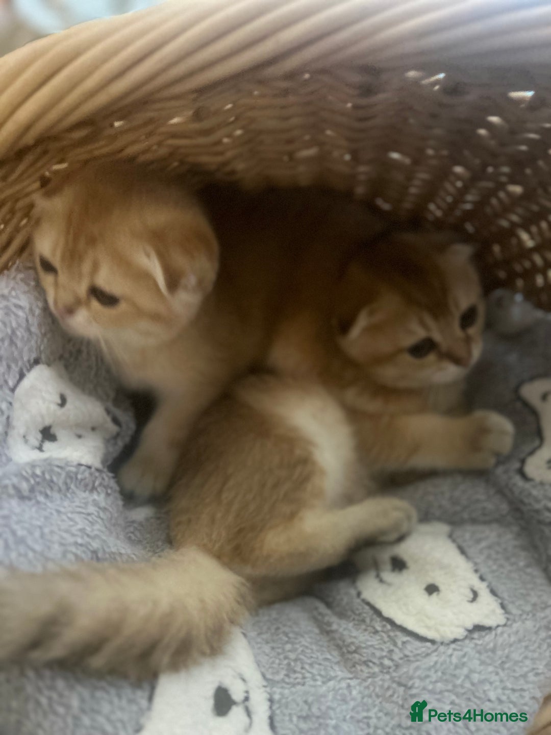 Scottish Fold cats for sale: Gold Chinchilla Scottish fold baby’s  - Image 14