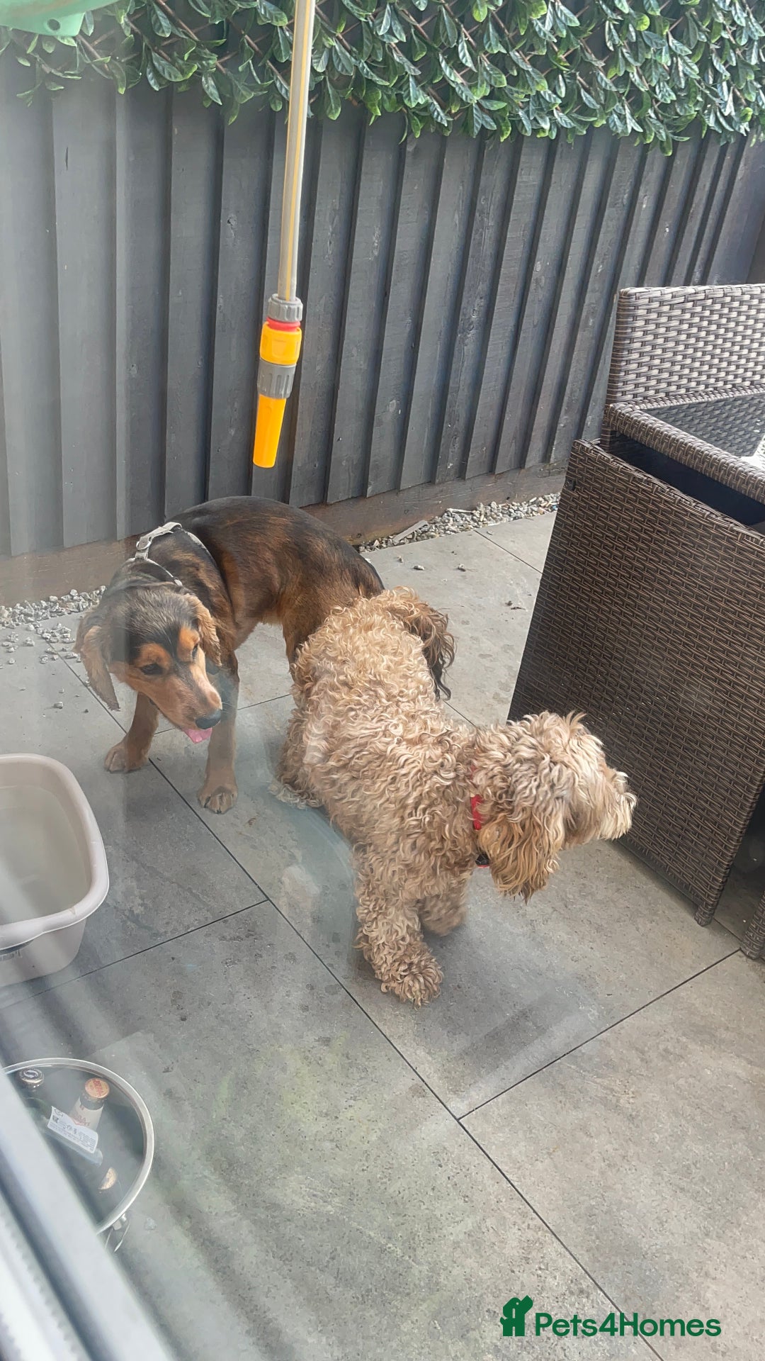 Cockapoo dogs for sale: ⭐️ Outstanding cockapoo female puppy ⭐️  - Advert 14