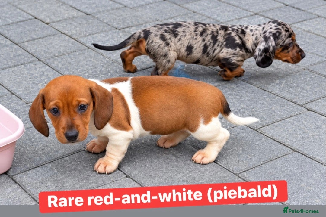 Dachshund dogs Dachshunds - Advert 16