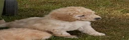 Labradoodle dogs for sale: Rare multi generational labradoodle Puppies - Advert 5