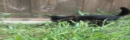 Bengal cats for sale: Bengal Mix Ready! - please read bio - Advert 4