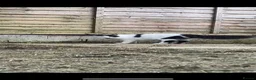 Mixed Breed cats for sale: Lovely Long Haired Cow Cat - Advert 2