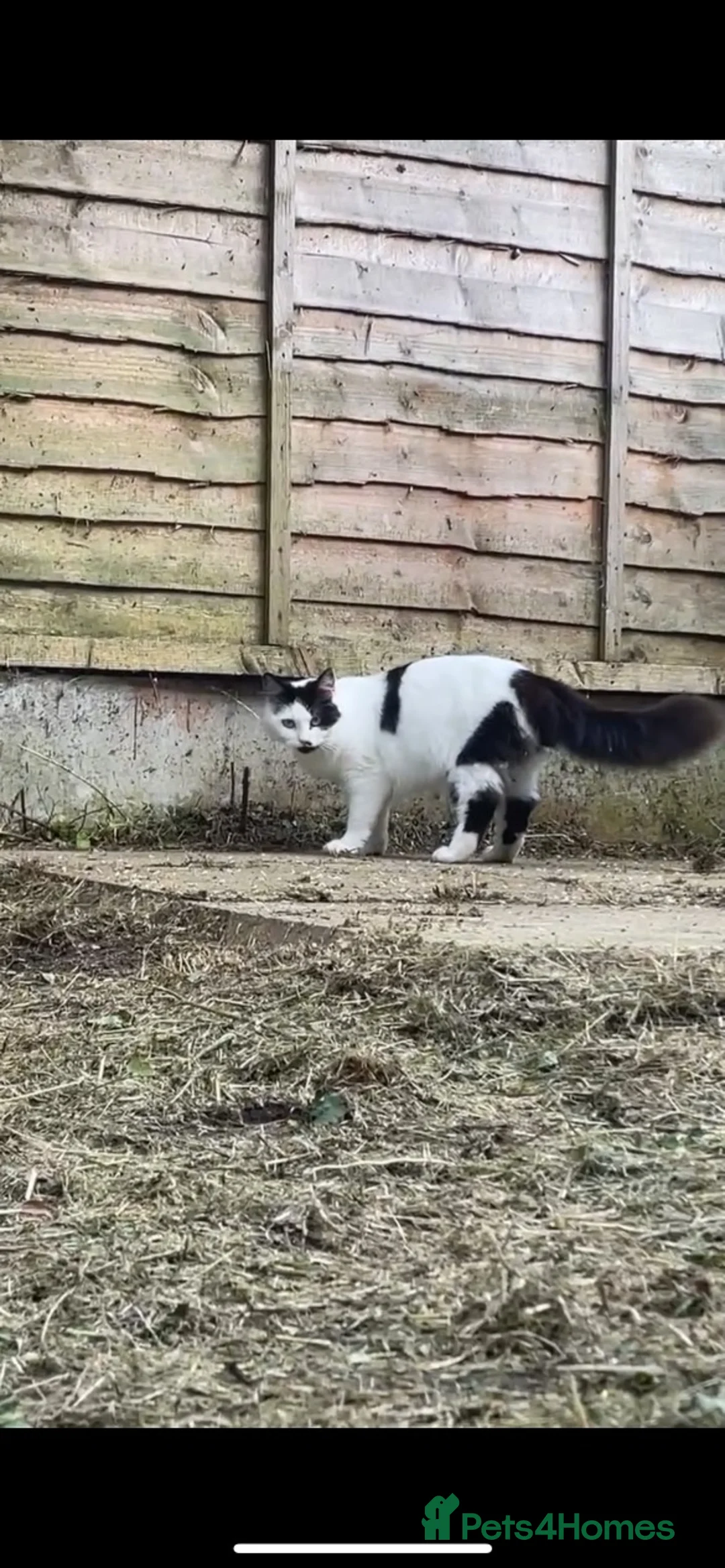 Mixed Breed cats for sale: Lovely Long Haired Cow Cat - Advert 2