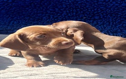 Dachshund dogs for sale: READY NOW  MINIATURE KC REG PRA CLR - Image 8
