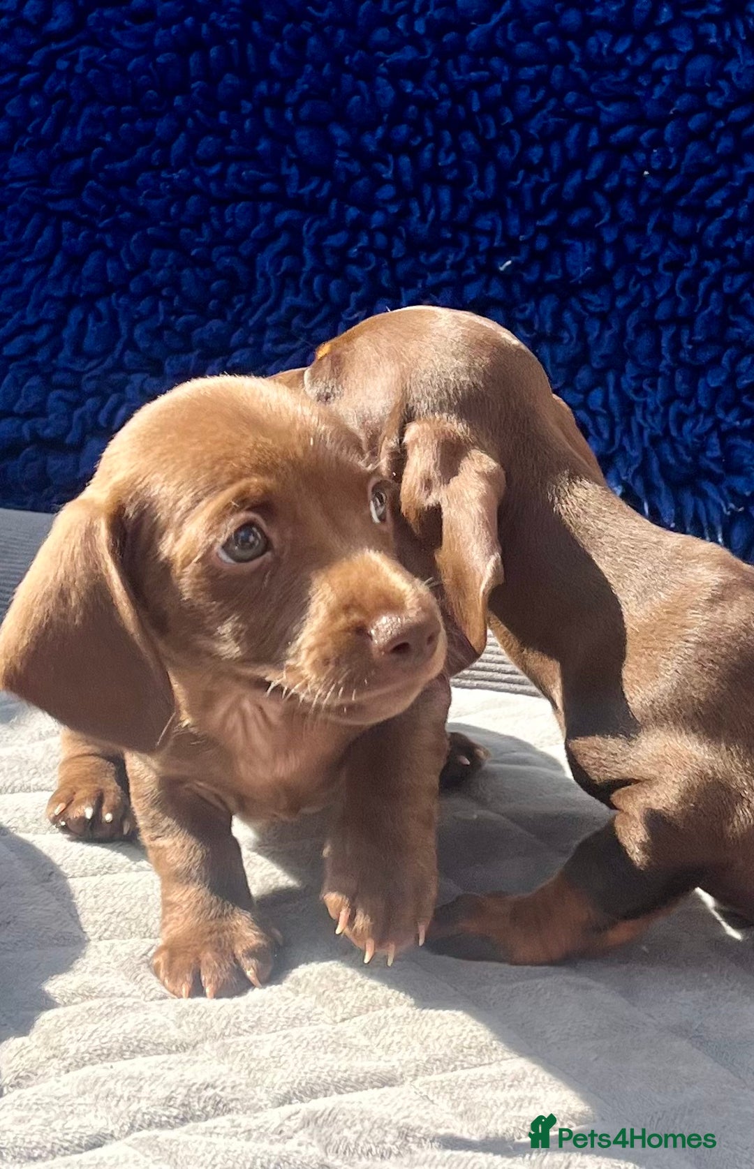 Dachshund dogs for sale: READY NOW  MINIATURE KC REG PRA CLR - Image 8