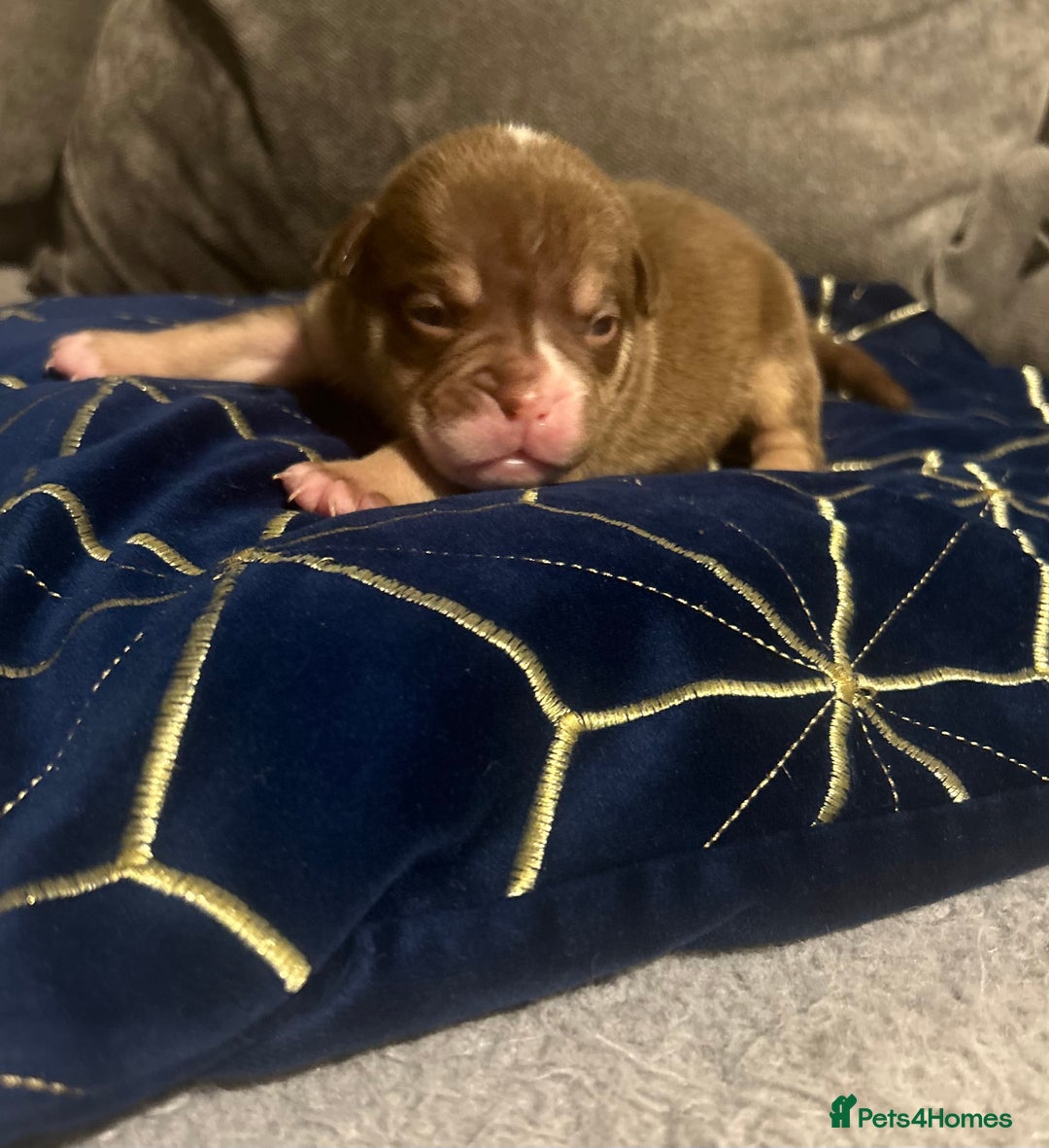 Olde English Bulldogge dogs for sale: Olde English bulldogges - Advert 11