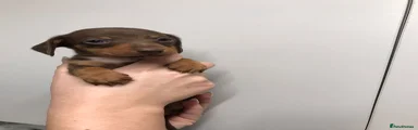Dachshund Puppy 1