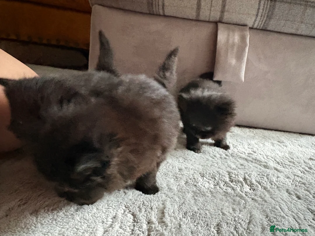 Mixed Breed cats for sale: Black fluffy Kittens  - Advert 5