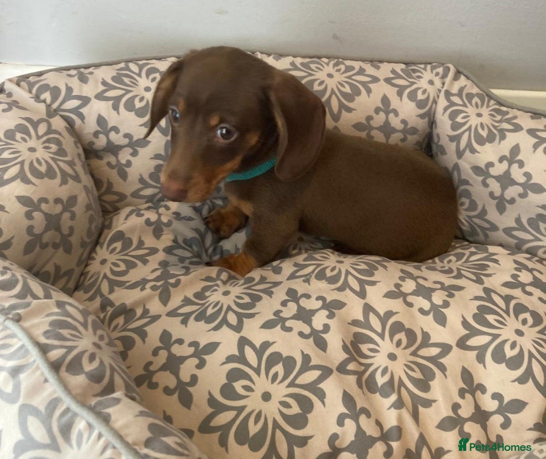 Miniature Dachshund dogs for sale: Mini dachshund  - Image 17