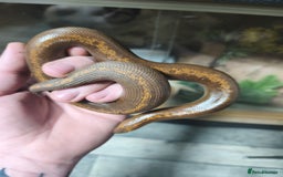 Boa Snake reptiles for sale: Stripe Het Anery Adult Male Kenyan Sand Boa - Advert 5