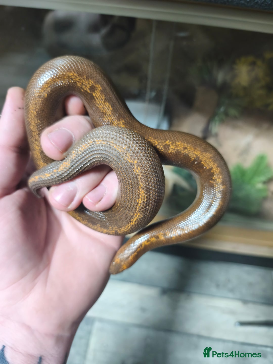 Boa Snake reptiles for sale: Stripe Het Anery Adult Male Kenyan Sand Boa - Advert 5