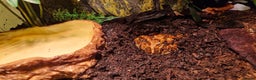 Frog reptiles for sale: Pac man frog and Exo terra enclosure  - Advert 1
