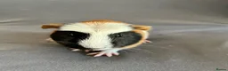 Guinea Pig rodents for sale: 4 boars for sale  - Advert 3