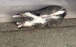 Mixed Breed cats for sale: Three beautiful kittens  - Image 20