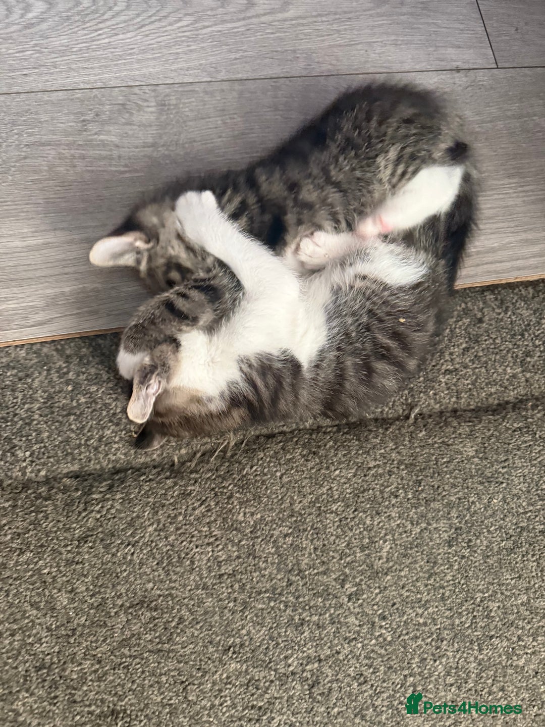 Mixed Breed cats for sale: Three beautiful kittens  - Image 20
