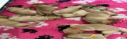 Labrador Retriever dogs for sale: KC REG FOX RED LABRADOR PUPPIES - Advert 11