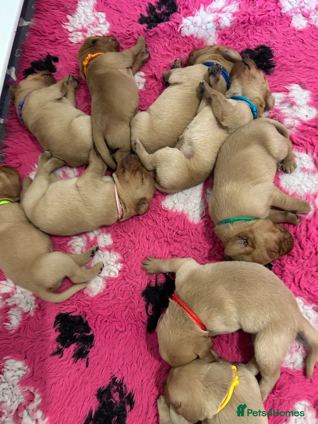 Labrador Retriever dogs for sale: KC REG FOX RED LABRADOR PUPPIES - Advert 11