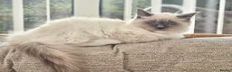 Ragdoll cats for sale: Purebred ragdoll  - Advert 12