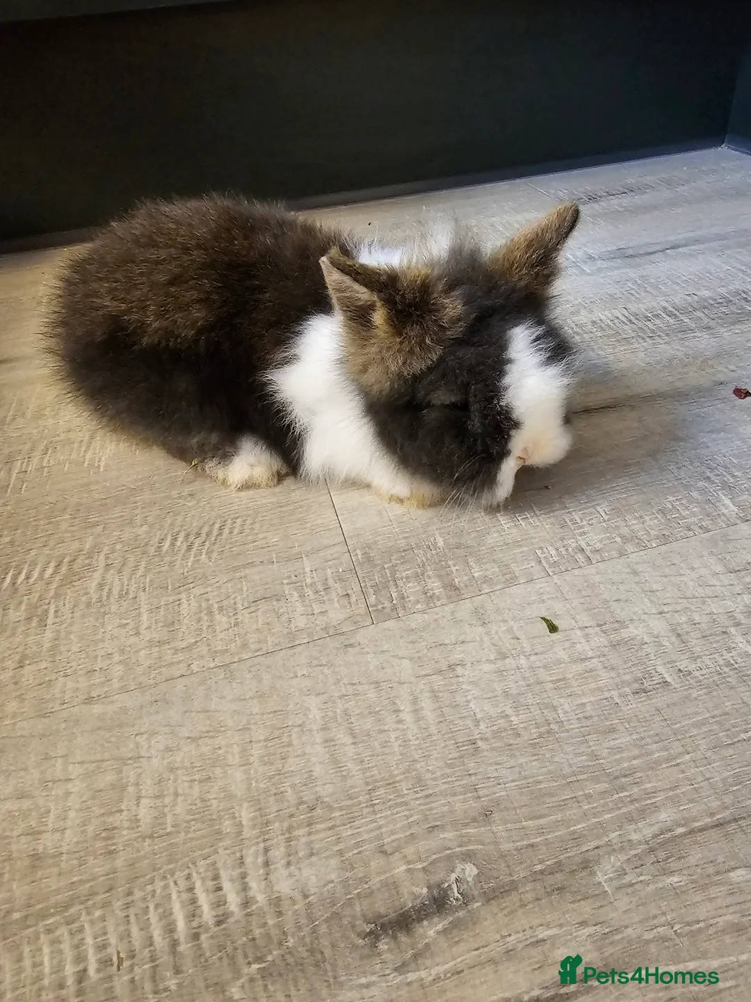 Lionhead rabbits for sale: Mini Lionhead rabbits - Advert 7