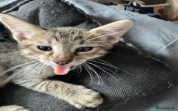 Savannah cats for sale: Glorious Savannah Babies - 1 Boy left - Image 28