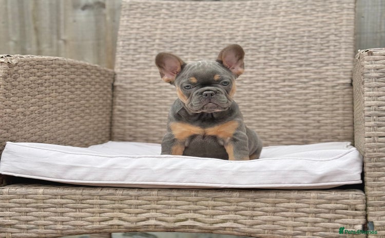 French Bulldog dogs - Advert 4