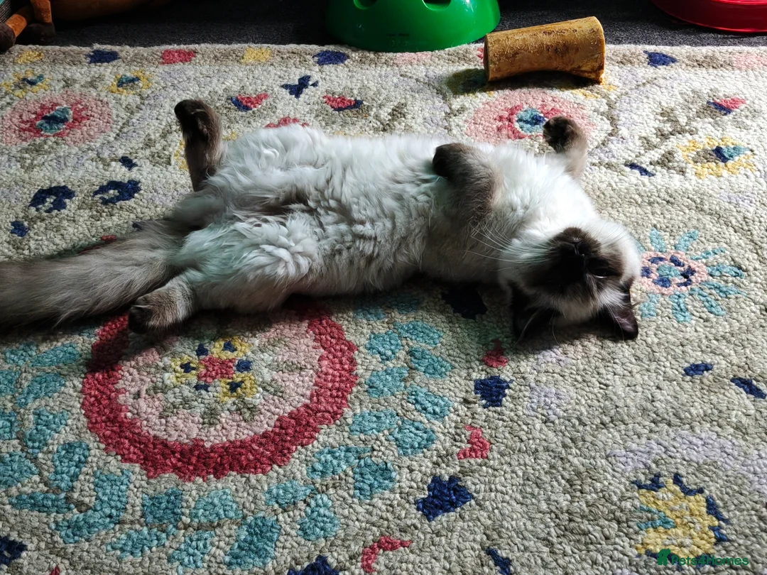 Ragdoll cats for sale: Ragdoll Girl - Advert 3