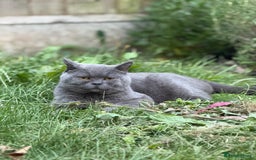 Brazilian Shorthair cats for sale: British shorthair boy - Image 4