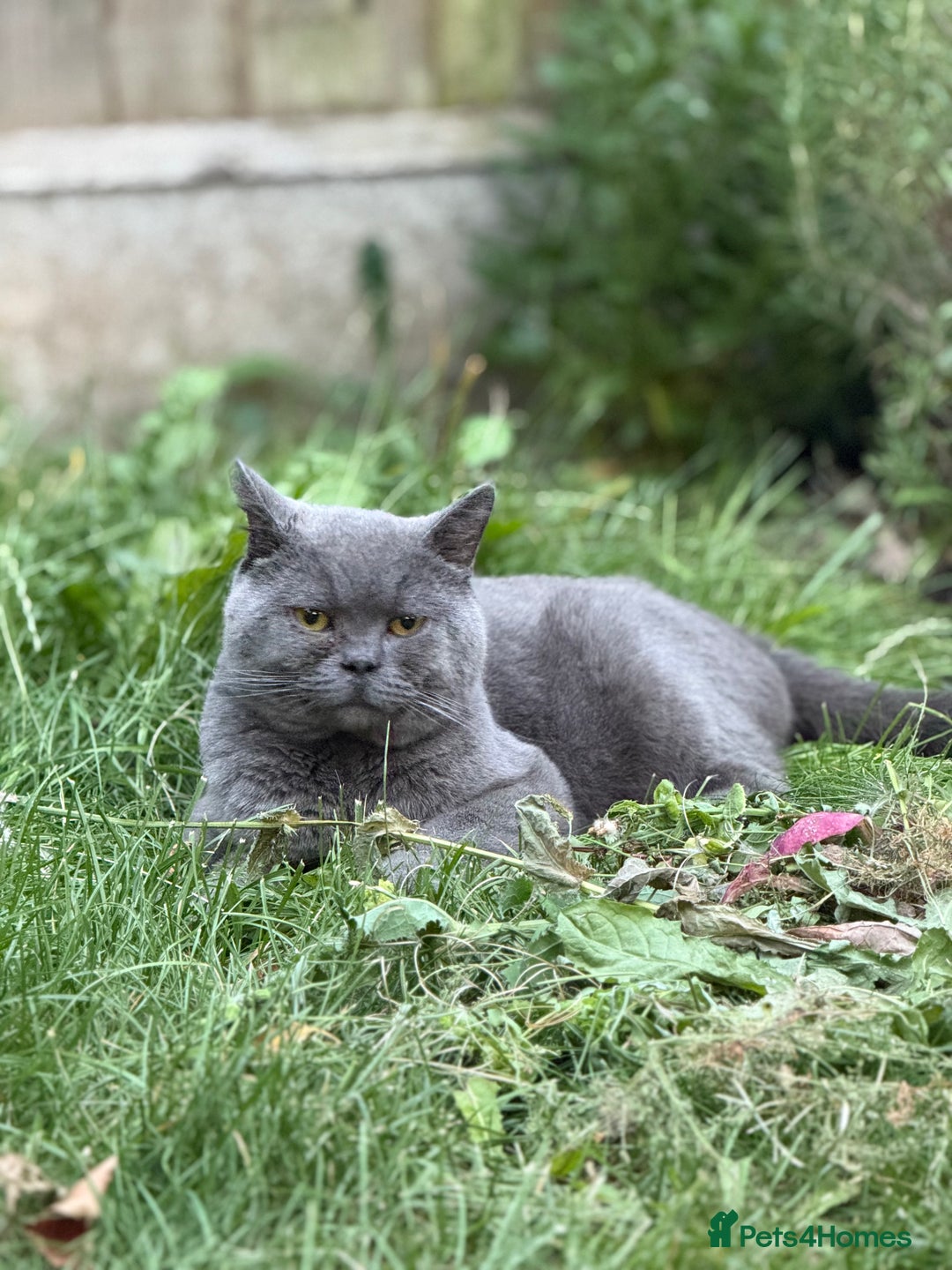 Brazilian Shorthair cats for sale: British shorthair boy - Image 4