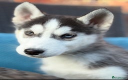 Siberian Husky dogs for sale: Siberian husky puppies - Image 4
