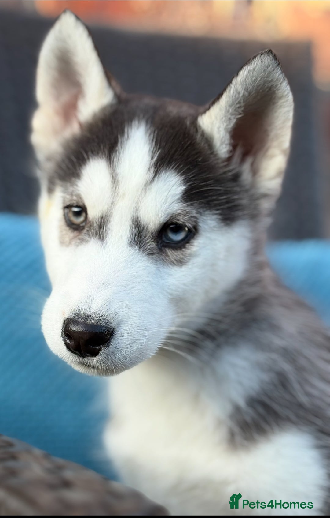 Siberian Husky dogs for sale: Siberian husky puppies - Image 4