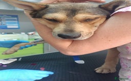 Mixed Breed dogs for adoption: 🐺 WOLFIE – A Brave Soul Ready for a New Life 🖤 - Advert 18