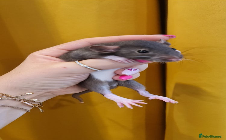 Rat rodents - Advert 4