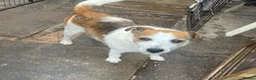 Jack Russell dogs for sale: Jack Russel pups. Long and Short hair  - Advert 8