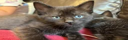 Mixed Breed cats for sale: Kittens for sale  in Grays - Advert 11