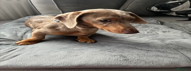 Dixie