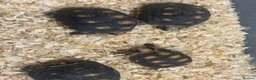 Tortoise reptiles for sale: Baby Red Foot Hatchlings - Advert 3