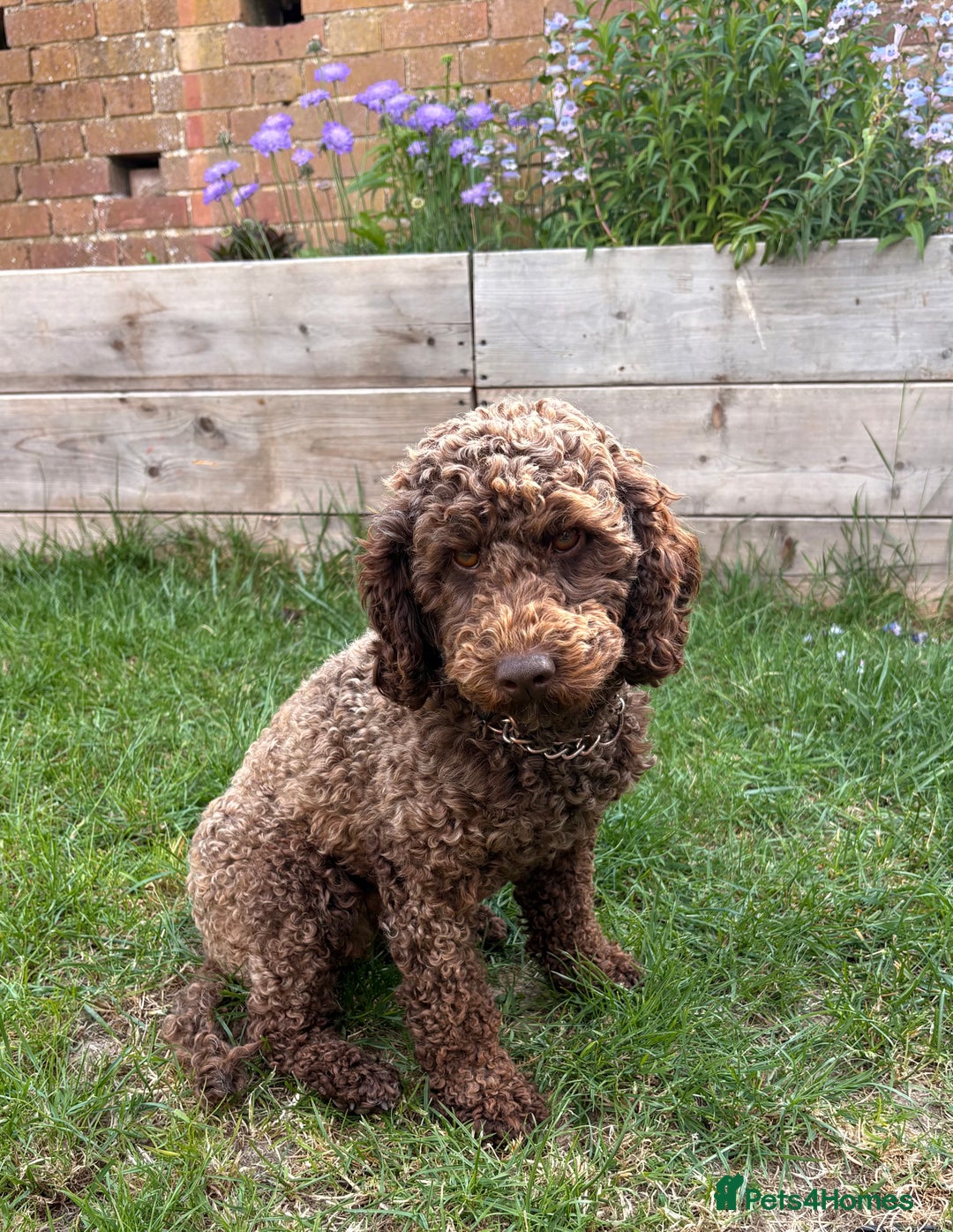 Miniature Poodle dogs for sale: Miniature Poodle  - Image 2