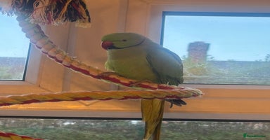 Ringnecks birds - Advert 7