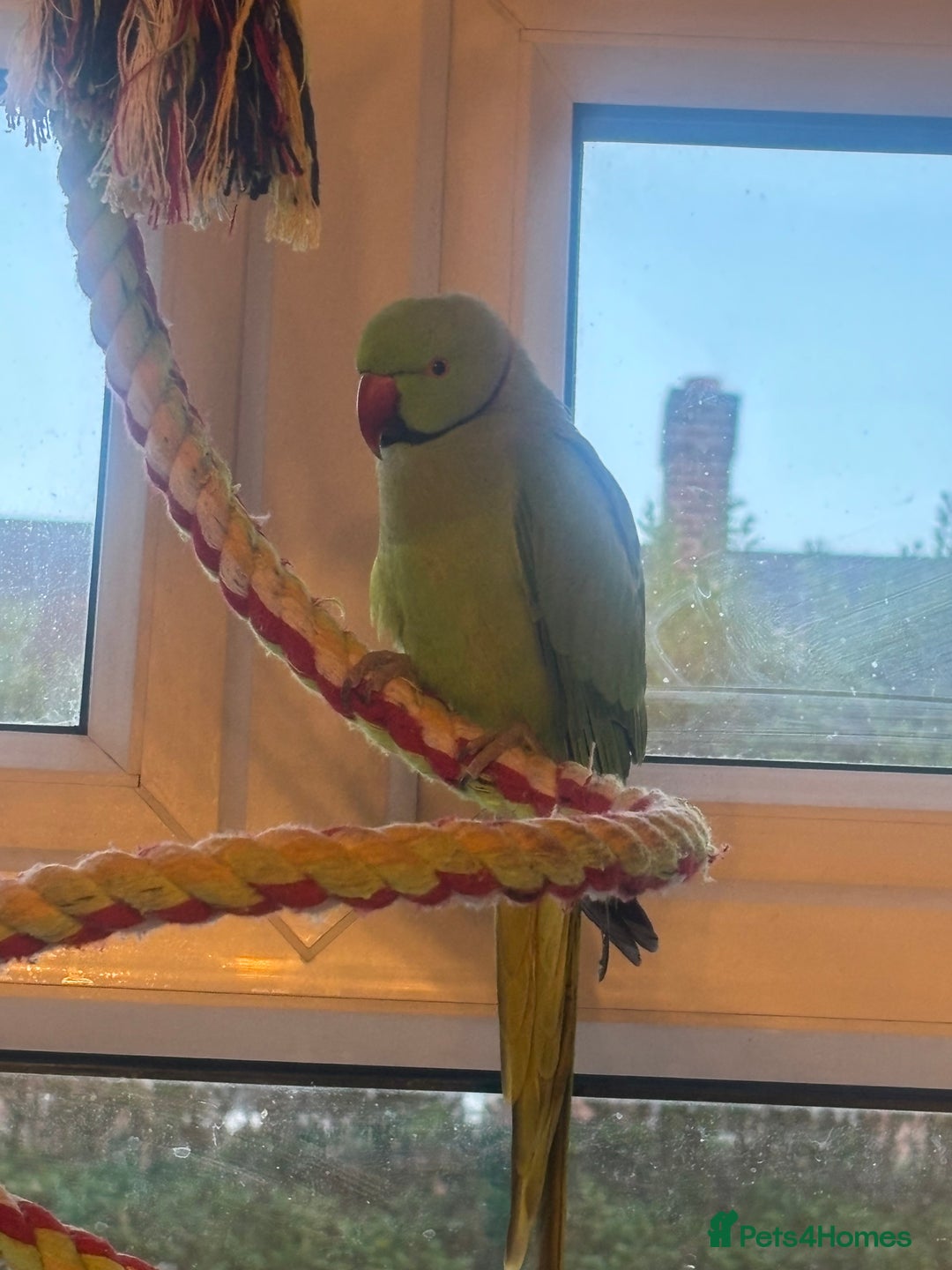 Ringnecks birds for sale: 4 year old male ring neck - Image 2