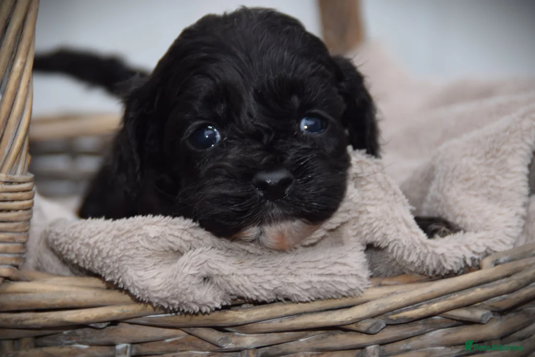 Cockapoo dogs for sale:  cockapoo one beautiful blacl and white girl left - Advert 17