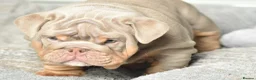English Bulldog dogs for sale: Like Father Like Son 1 Male pup available in Burnley - Advert 13