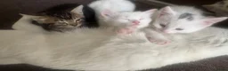 Turkish Van cats for sale: White kittens - Advert 4
