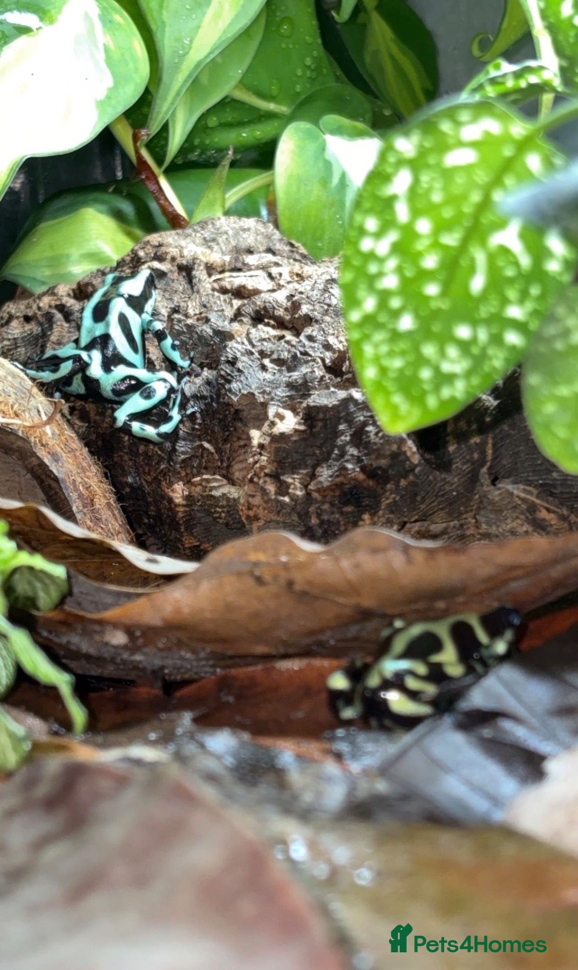 Frog reptiles for sale: Posion Dart frogs and whites tree frog  - Advert 2