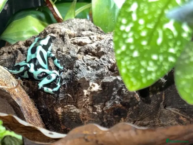 Frog reptiles for sale: Posion Dart frogs and whites tree frog - Advert 2