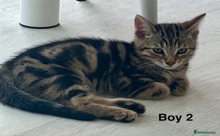 Bengal cats - Advert 10